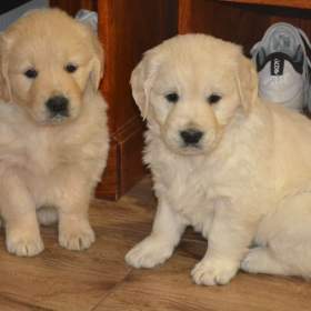 Foto inzerátu Zlatý retrívr 