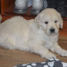 Foto inzerátu Zlatý retrívr 