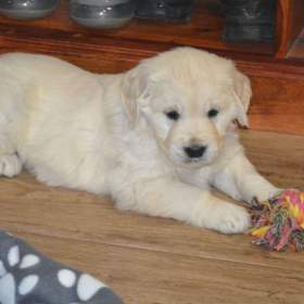 Foto inzerátu Zlatý retrívr 