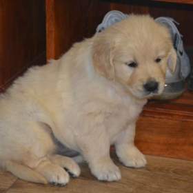 Foto inzerátu Zlatý retrívr 