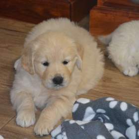 Foto inzerátu Zlatý retrívr 