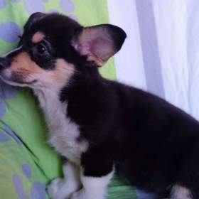 Foto inzerátu Welsh Corgi