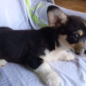 Foto inzerátu Welsh Corgi