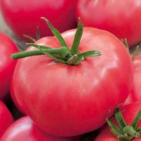 Rajče Adonis -  semena / 19646188