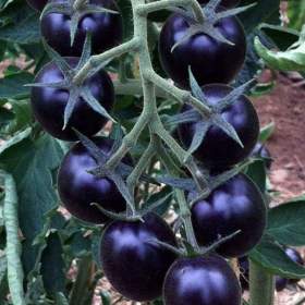 Rajče Blackball - semena / 19646196