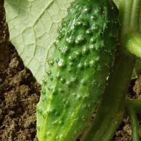 Okurka nakládačka Arko F1 - semena / 19646203