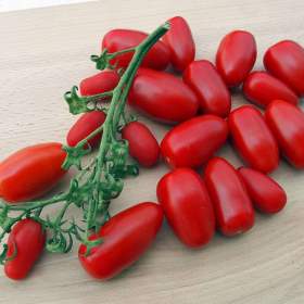 Fotka k inzerátu Rajče Delikano F1 -  semena / 19332605