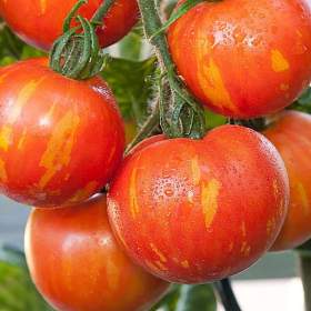 Fotka k inzerátu Rajče Duo -  semena / 19332605