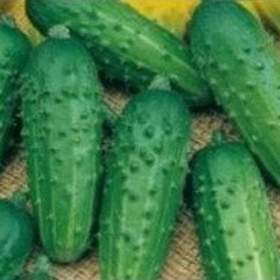 Fotka k inzerátu Okurka nakládačka Regina F1 -  semena / 19332605