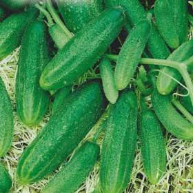 Fotka k inzerátu Okurka nakládačka Santana F1 -  semena / 19332605