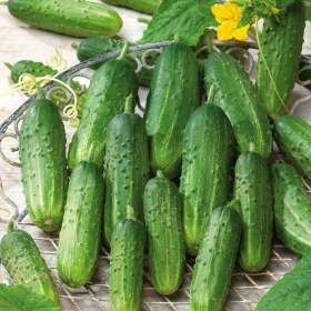 Fotka k inzerátu Okurka nakládačka Sremianin F1 -  semena / 19332605