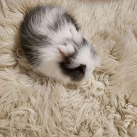 Foto inzerátu Teddy