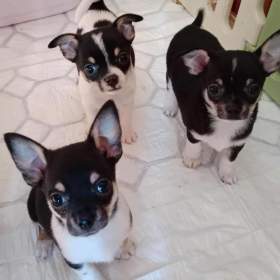 Fotka k inzerátu Čivava štěňata bez PP  / 18738706