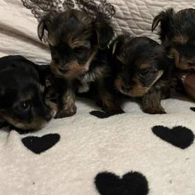 Foto inzerátu Nabízím krásné štěňátka