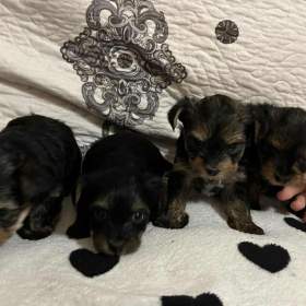 Foto inzerátu Nabízím krásné štěňátka