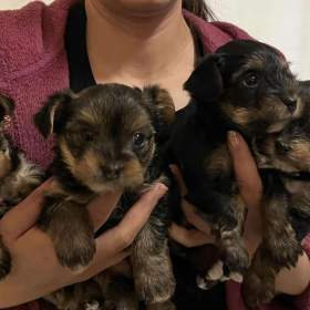 Foto inzerátu Nabízím krásné štěňátka