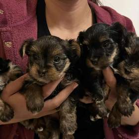 Fotka k inzerátu Nabízím krásné štěňátka  / 18738706