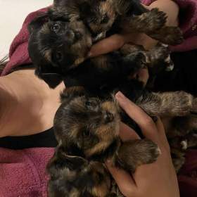 Foto inzerátu Nabízím krásné štěňátka