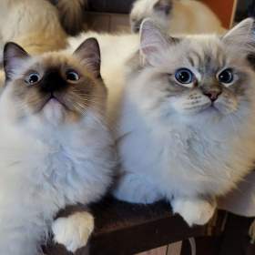 Fotka k inzerátu Ragdoll koťata s PP / 19371330