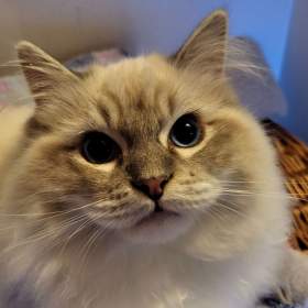 Foto inzerátu Ragdoll koťata s PP