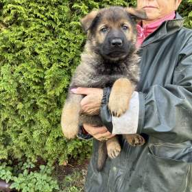 Fotka k inzerátu Německý ovčák celočerná a vlkošedá štěńata  / 19643257