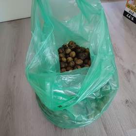 Fotka k inzerátu orechy / 19388629