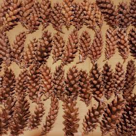 Fotka k inzerátu Šišky dlouhé k tvoření a na dekorace / 19340895