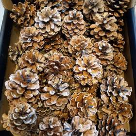 Foto inzerátu Šišky k tvoření a na dekorace