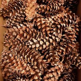 Fotka k inzerátu Šišky k tvoření a na dekorace / 18020910