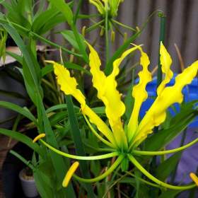 Fotka k inzerátu Gloriosa superba Lutea - semena / 19390385