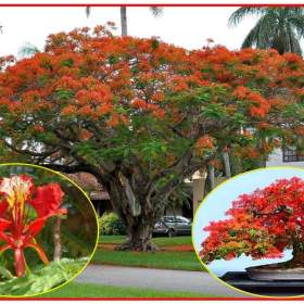 Fotka k inzerátu Delonix Regia -  Ohňový strom -  semena / 19390385