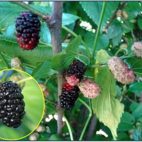 Foto inzerátu Morus Nigra - Morušovník černý - semena