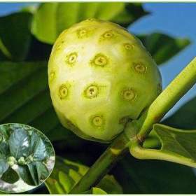 Foto inzerátu Noni citrusolistá - Morinda citrifolia - SEMENA