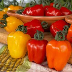 Foto inzerátu Rajče Appleberry F1 RED - semena