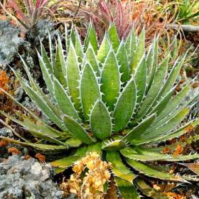 Fotka k inzerátu Sazenice Agave horrida subsp. horrida Mexcalmetl  / 19646293