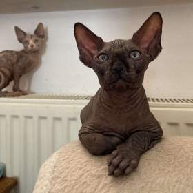 Fotka k inzerátu SPHYNX koťátka bez PP / 18142160