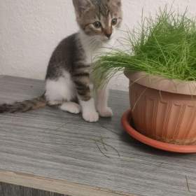 Foto inzerátu Nabízím kotě