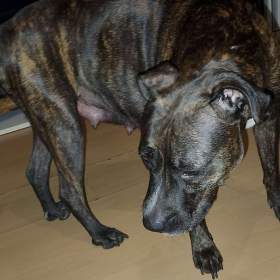 Foto inzerátu Štěňátka APBTxsStaford