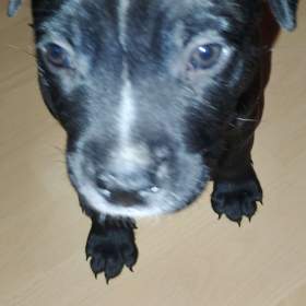 Štěňátka APBTxsStaford / 19648270