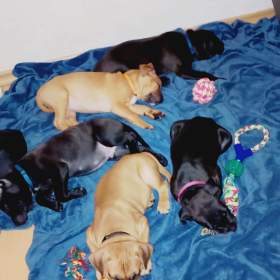 Foto inzerátu Štěňátka APBTxsStaford