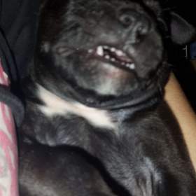 Foto inzerátu Štěňátka APBTxsStaford