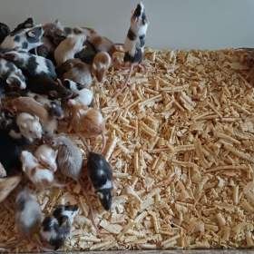 Fotka k inzerátu Myš, myšky / 18750994