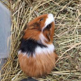 Fotka k inzerátu Morčata / 18750994