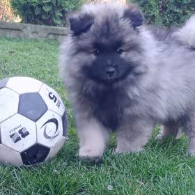 Fotka k inzerátu Německý špic vlčí / keeshond prodám štěňata s PP / 19208830