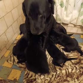 Fotka k inzerátu štěňátka labradorských retrívrů  / 19208830