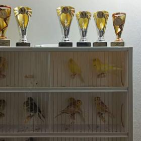 Fotka k inzerátu Kanár  / 18960221