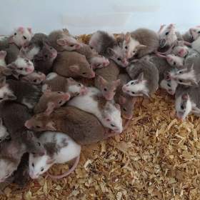 Fotka k inzerátu Mastomyši / krysa malá/ / 18750994