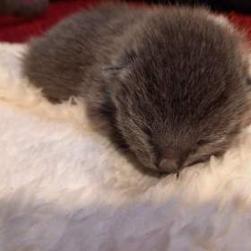 RUSKÝ MODRÝ KOCOUREK / 19648754