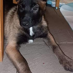 Fotka k inzerátu ChS nabízí pejsky belgického ovčáka malinoise  / 19676878