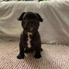 Foto inzerátu Francouzský buldoček 